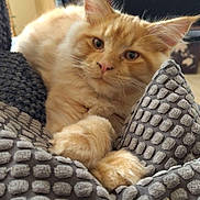 Avril participe au concours pour gagner de l'argent avec cette photo : animal, blanket, cat, closeup, cozy, cute, ears, feline, fluffy, fur, gray_blanket, home, indoor, orange_cat, paws, pet, relaxed, resting, soft, whiskers