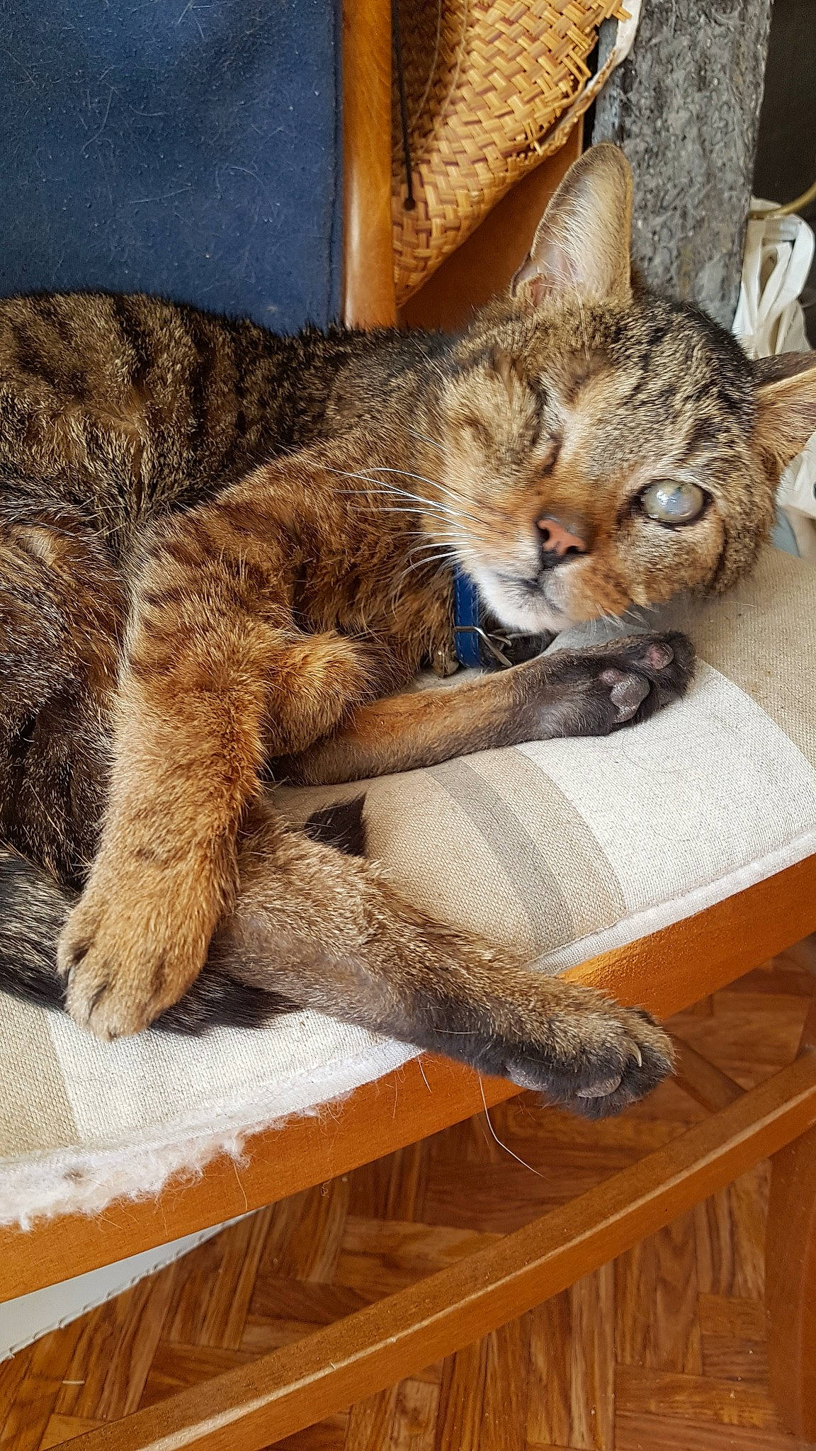 Typhoon participe au concours pour gagner de l'argent avec cette photo : asian, carnivore, cat, chausie, domestic_short_haired_cat, dragon_li, european_shorthair, felidae, fur, mammal, pixie_bob, small_to_medium_sized_cats, tabby_cat, tail, whiskers, wild_cat