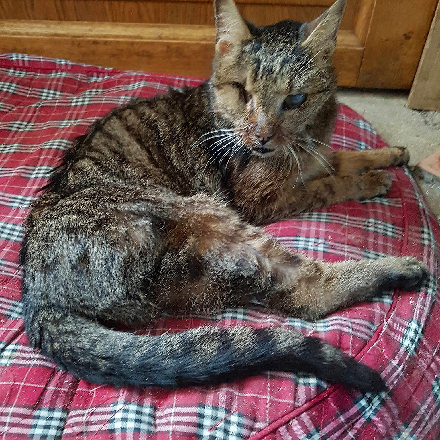 Typhoon a rejoint le concours — aidez-le/la à gagner de superbes lots ! american_shorthair, asian, california_spangled, carnivore, cat, domestic_short_haired_cat, dragon_li, european_shorthair, felidae, fur, german_rex, kitten, mammal, nap, sleep, small_to_medium_sized_cats, snout, tabby_cat, tail, whiskers