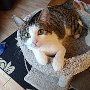 Maggie Mae is registered to the contest to win money with this photo: carpeted_bed, cat, cat_bed, close_up, cozy, curious, ears, feline, green_eyes, indoor, looking_up, paws, pet, pet_portrait, rug, stripes, tabby_cat, whiskers, white_cat, wooden_floor