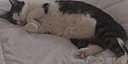 Maggie is registered to the contest to win money with this photo: cat, sleeping, bed, blanket, white, fur, cozy, indoor, pet, rest, comfort, animal, cute, tabby, relaxation, paw, whiskers, quiet, peaceful, soft