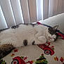 Maggie is registered to the contest to win money with this photo: cat, sleeping, blanket, christmas, holiday, decorations, red_truck, christmas_tree, indoor, feline, white_fur, tabby, cozy, resting, pet, window_blinds, soft_light, cute, relaxed, animal