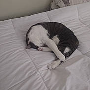 Maggie joined the competition — help win amazing prizes! cat, sleeping, bed, white_bedspread, curled_up, cozy, indoor, pet, feline, resting, paw, striped, tabby, quiet, relaxation, home, comfort, animal, soft, napping