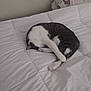 cat, sleeping, bed, white_bedspread, curled_up, cozy, indoor, pet, feline, resting, paw, striped, tabby, quiet, relaxation, home, comfort, animal, soft, napping