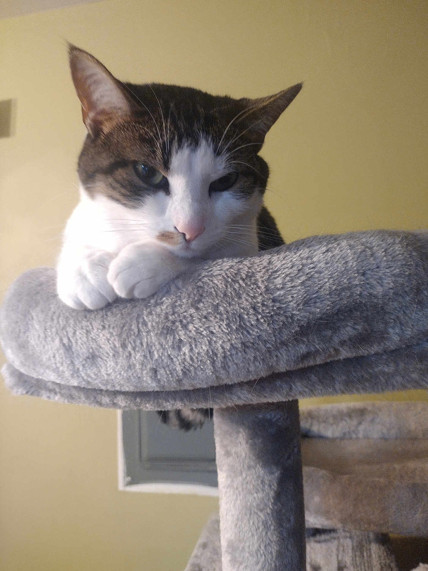 Maggie joined the competition — help win amazing prizes! cat, cat_tree, pet, indoor, feline, relaxed, paws, perch, cozy, fur, whiskers, animal, domestic, gray, white, yellow_wall, resting, cute, portrait, closeup