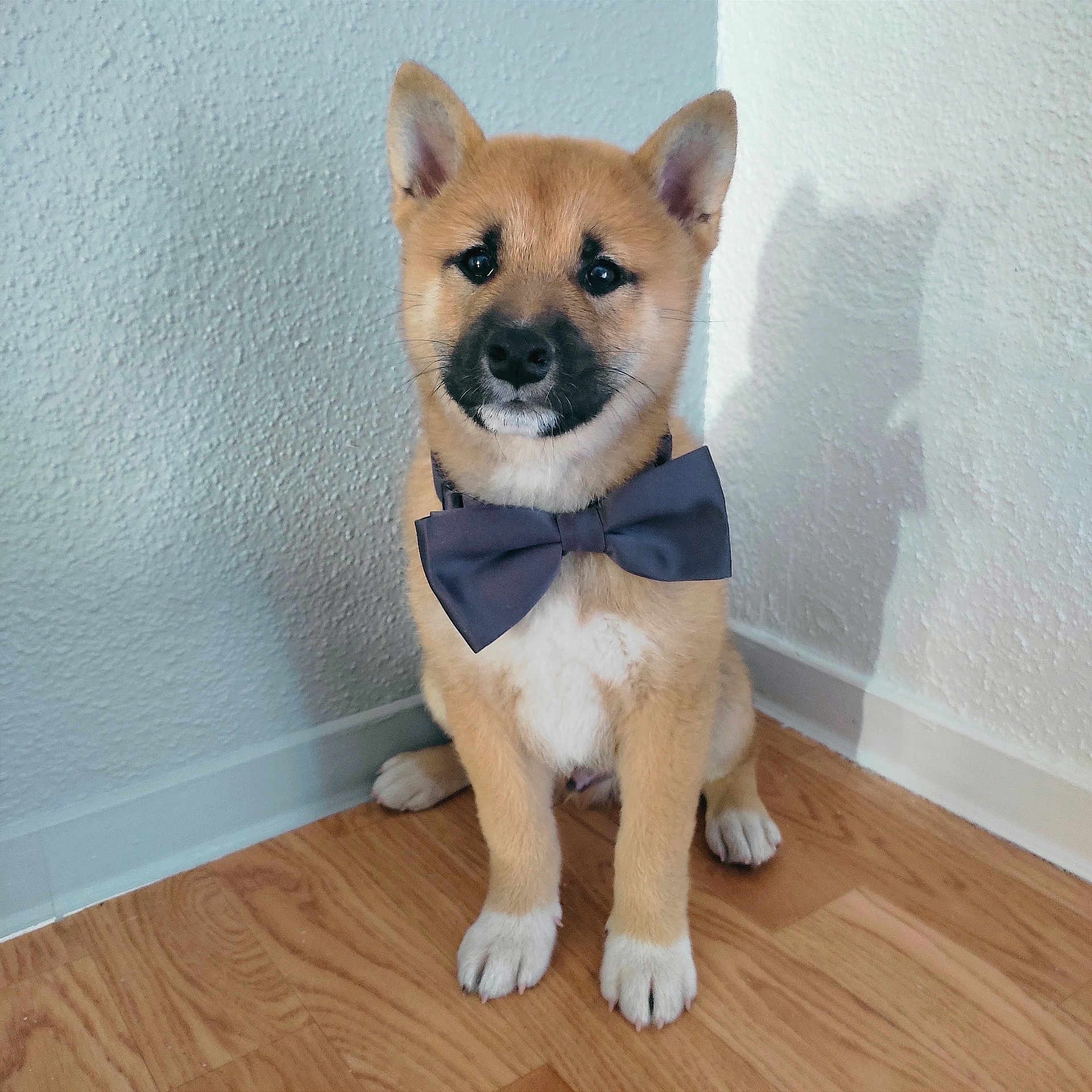 Meïko a rejoint le concours — aidez-le/la à gagner de superbes lots ! accessories, animal, bowtie, canine, dog, formalwear, hardwood, headband, husky, indoors, interiordesign, leash, pet, plywood, puppy, snout, strap, tie, whitedog, wood