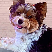 Magic joined the competition — help win amazing prizes! dog, pet, fluffy, smiling, portrait, cute, animal, fur, indoor, mammal, small_dog, happy, closeup, face, ears, tongue, friendly, companion, domestic_animal, background