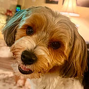 Sir Happy is registered to the contest to win money with this photo: dog, puppy, fluffy, brown_and_white, long_hair, close_up, portrait, cute, friendly, sitting, lying_down, black_nose, dark_eyes, pink_tongue, pet, indoor, warm_lighting, home, shallow_depth_of_field, adorable