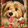 Sir Happy is registered to the contest to win money with this photo: dog, pet, puppy, portrait, close_up, tongue_out, happy, festive, christmas, holiday, plaid, holly, bells, candy_canes, gifts, santa_sack, red, green, decorative_frame, screenshot