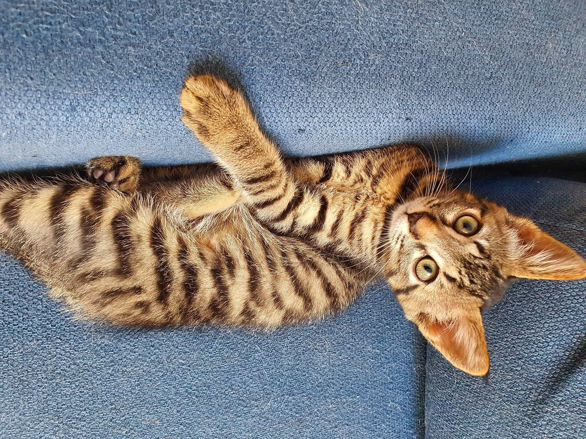 Mistigri a rejoint le concours — aidez-le/la à gagner de superbes lots ! carnivore, cat, domestic_short_haired_cat, fawn, felidae, fur, pattern, paw, small_to_medium_sized_cats, tail, terrestrial_animal, vertebrate, whiskers, wildlife