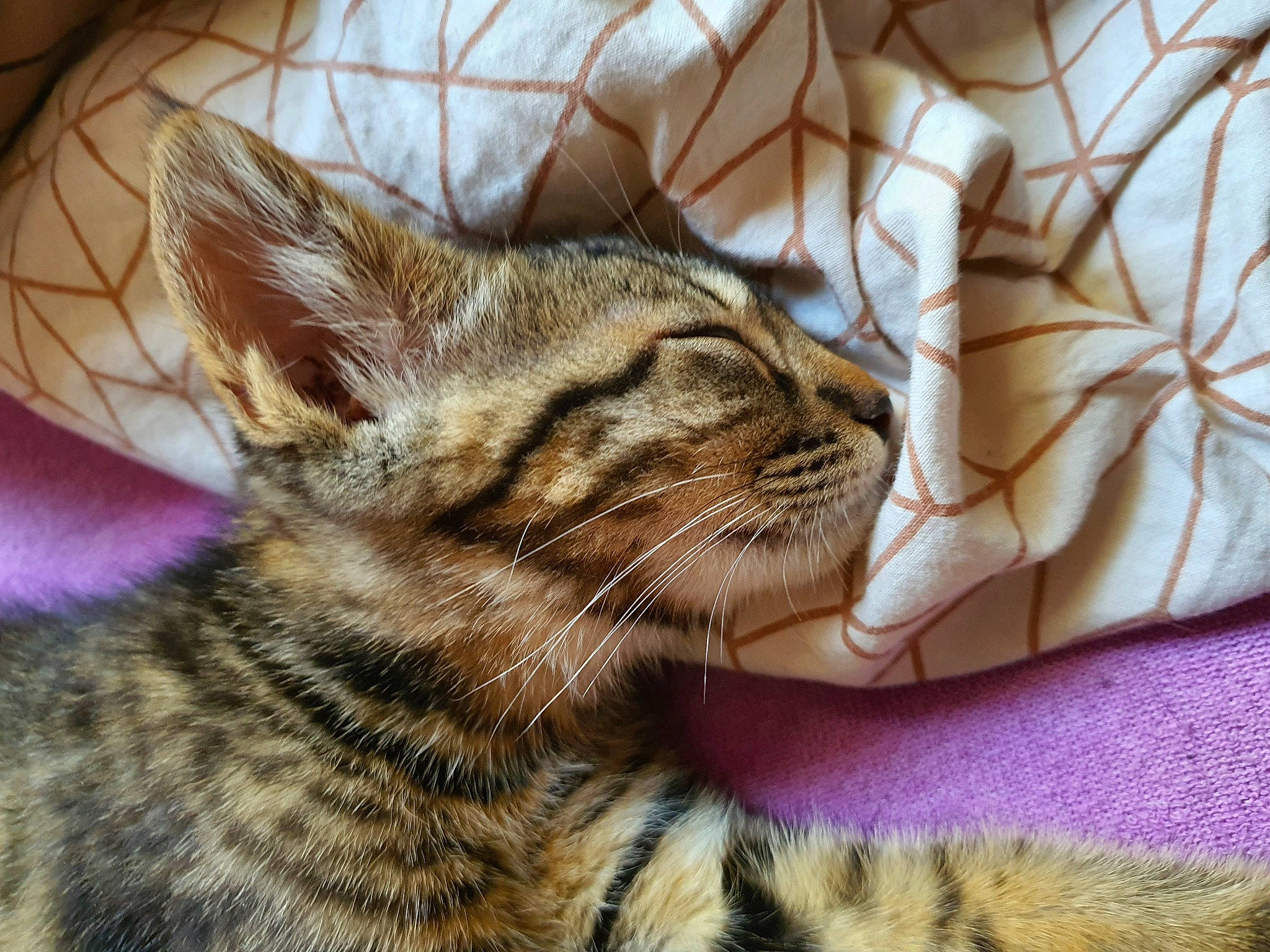 Mistigri a rejoint le concours — aidez-le/la à gagner de superbes lots ! carnivore, cat, claw, domestic_short_haired_cat, fawn, felidae, fur, grass, pattern, paw, small_to_medium_sized_cats, snout, terrestrial_animal, whiskers, wildlife