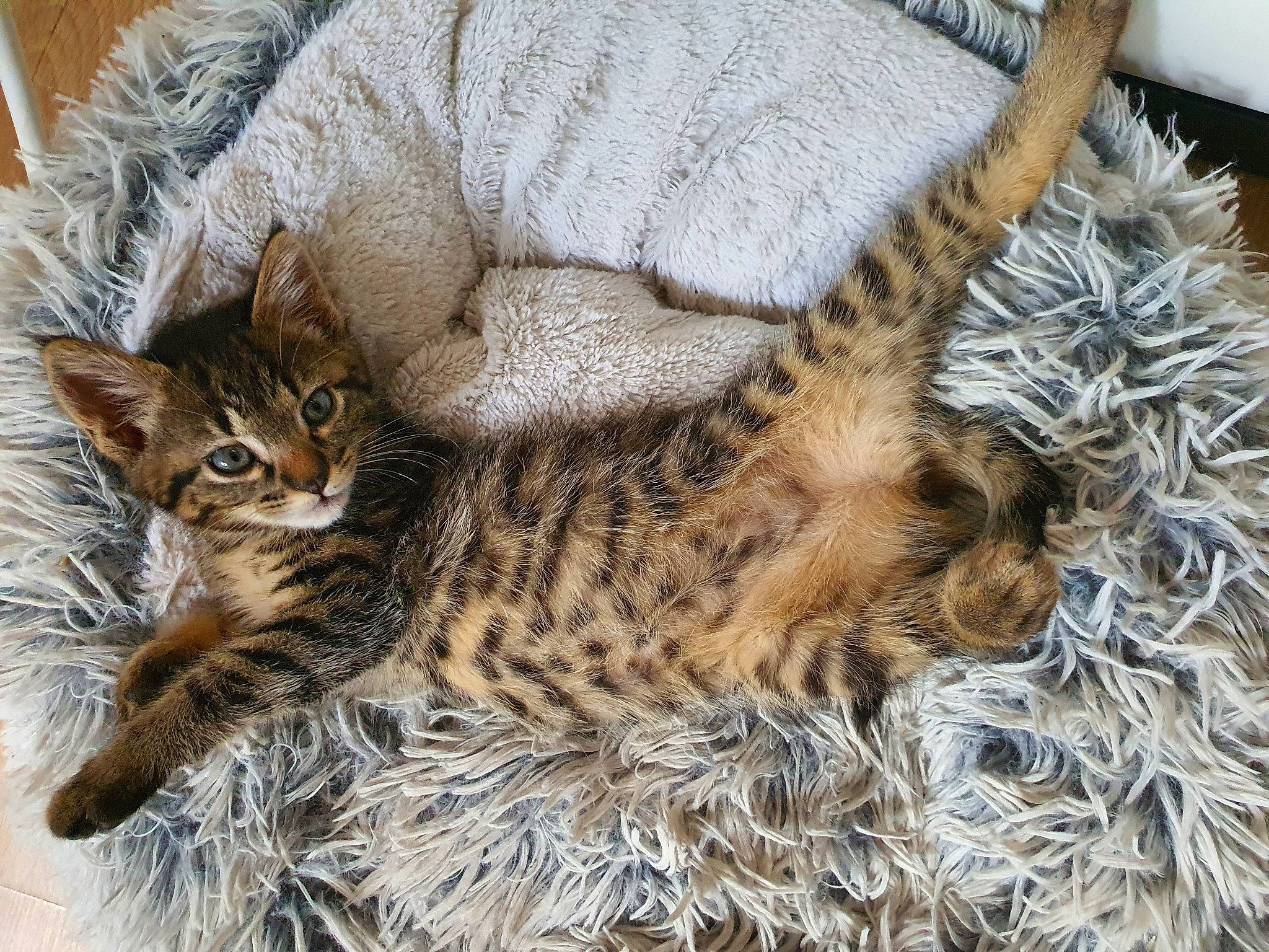 Mistigri a rejoint le concours — aidez-le/la à gagner de superbes lots ! carnivore, cat, claw, domestic_short_haired_cat, fawn, felidae, fur, mammal, paw, small_to_medium_sized_cats, snout, tail, terrestrial_animal, vertebrate, whiskers, wildlife