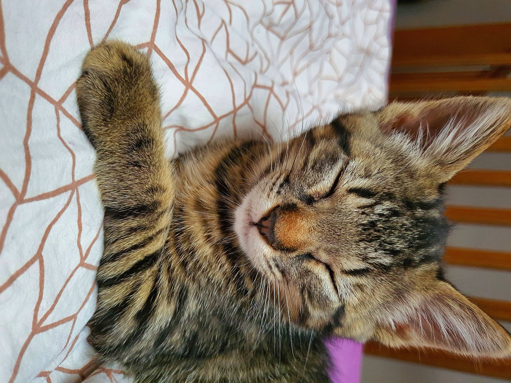 Mistigri participe au concours pour gagner de l'argent avec cette photo : carnivore, cat, claw, domestic_short_haired_cat, ear, eye, felidae, fur, natural_material, paw, small_to_medium_sized_cats, snout, tail, terrestrial_animal, twig, vertebrate, whiskers, wildlife