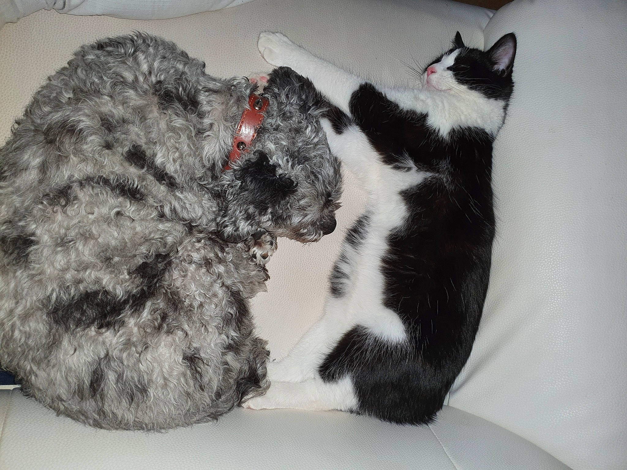 Boubou participe au concours pour gagner de l'argent avec cette photo : canidae, carnivore, cat, claw, comfort, companion_dog, dog_breed, domestic_short_haired_cat, felidae, fur, grey, paw, primate, small_to_medium_sized_cats, snout, sporting_group, stuffed_toy, tail, toy, whiskers
