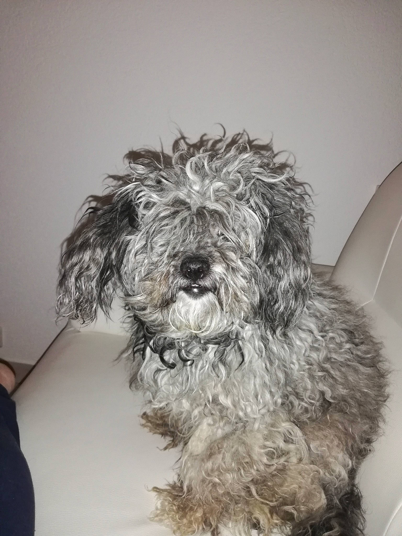 Boubou a rejoint le concours — aidez-le/la à gagner de superbes lots ! canidae, carnivore, companion_dog, dog, dog_breed, fur, maltepoo, monochrome_photography, non_sporting_group, poodle, schnauzer, small_terrier, snout, sporting_group, terrier, toy_dog, visual_arts, water_dog, working_animal, yorkipoo