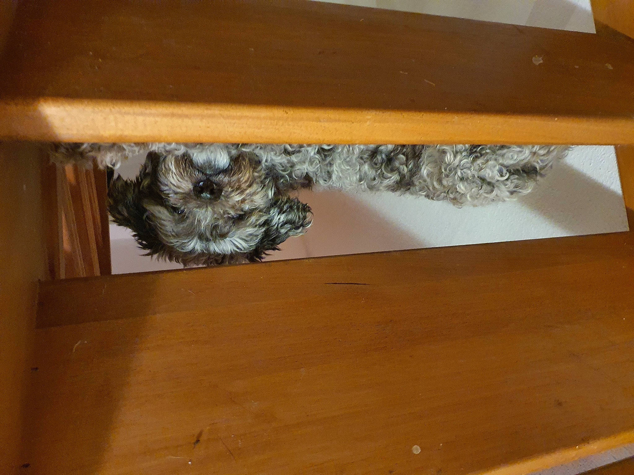 Boubou a rejoint le concours — aidez-le/la à gagner de superbes lots ! building_material, ceiling, design, floor, flooring, hardwood, laminate_flooring, metal, natural_material, pattern, plank, plywood, rectangle, room, shelf, table, varnish, wood, wood_flooring, wood_stain