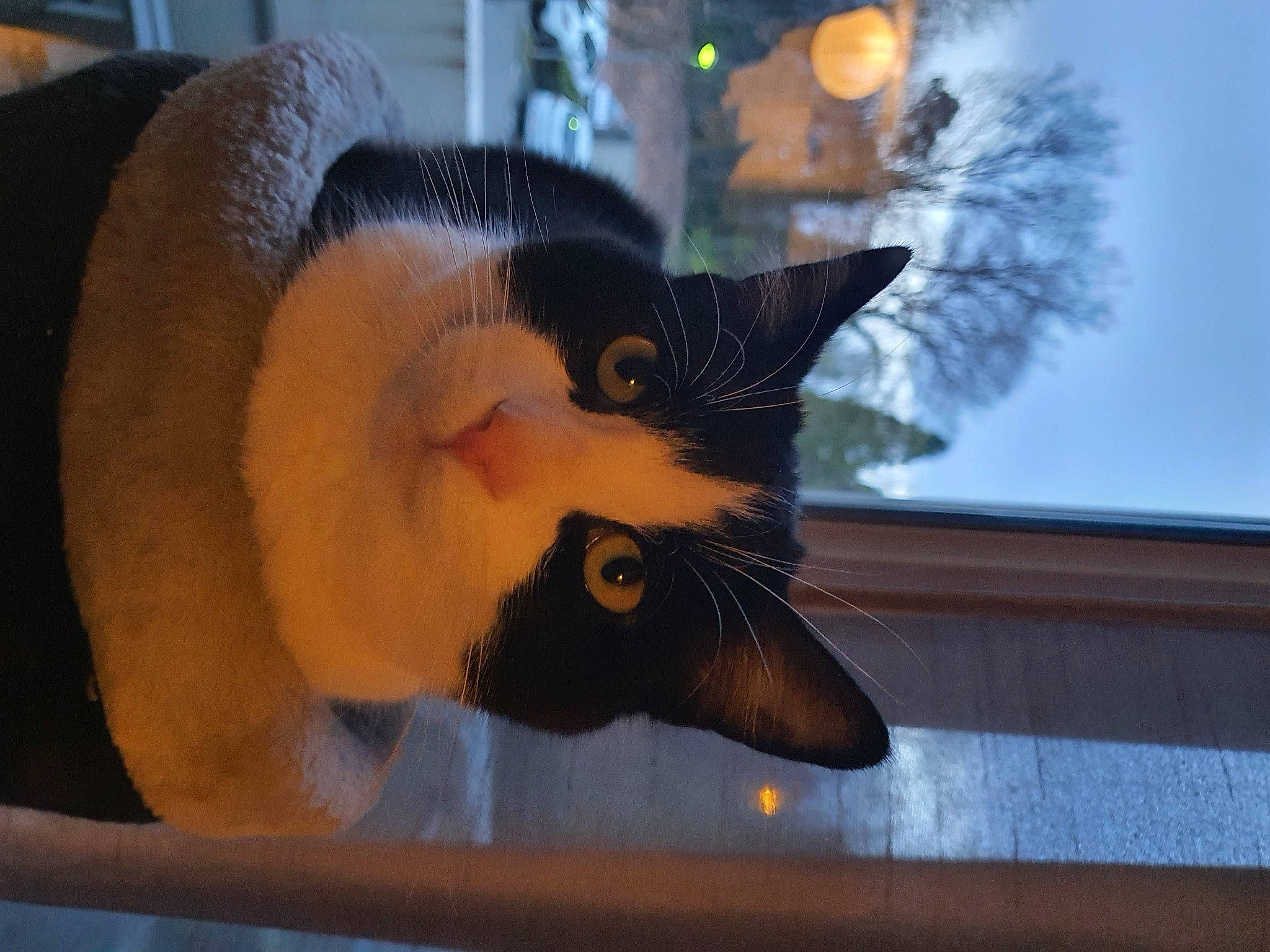 Gizmo a rejoint le concours — aidez-le/la à gagner de superbes lots ! carnivore, cat, claw, domestic_short_haired_cat, fawn, felidae, fur, paw, plant, sitting, sky, small_to_medium_sized_cats, snout, tail, tree, twig, whiskers, window, winter, wood