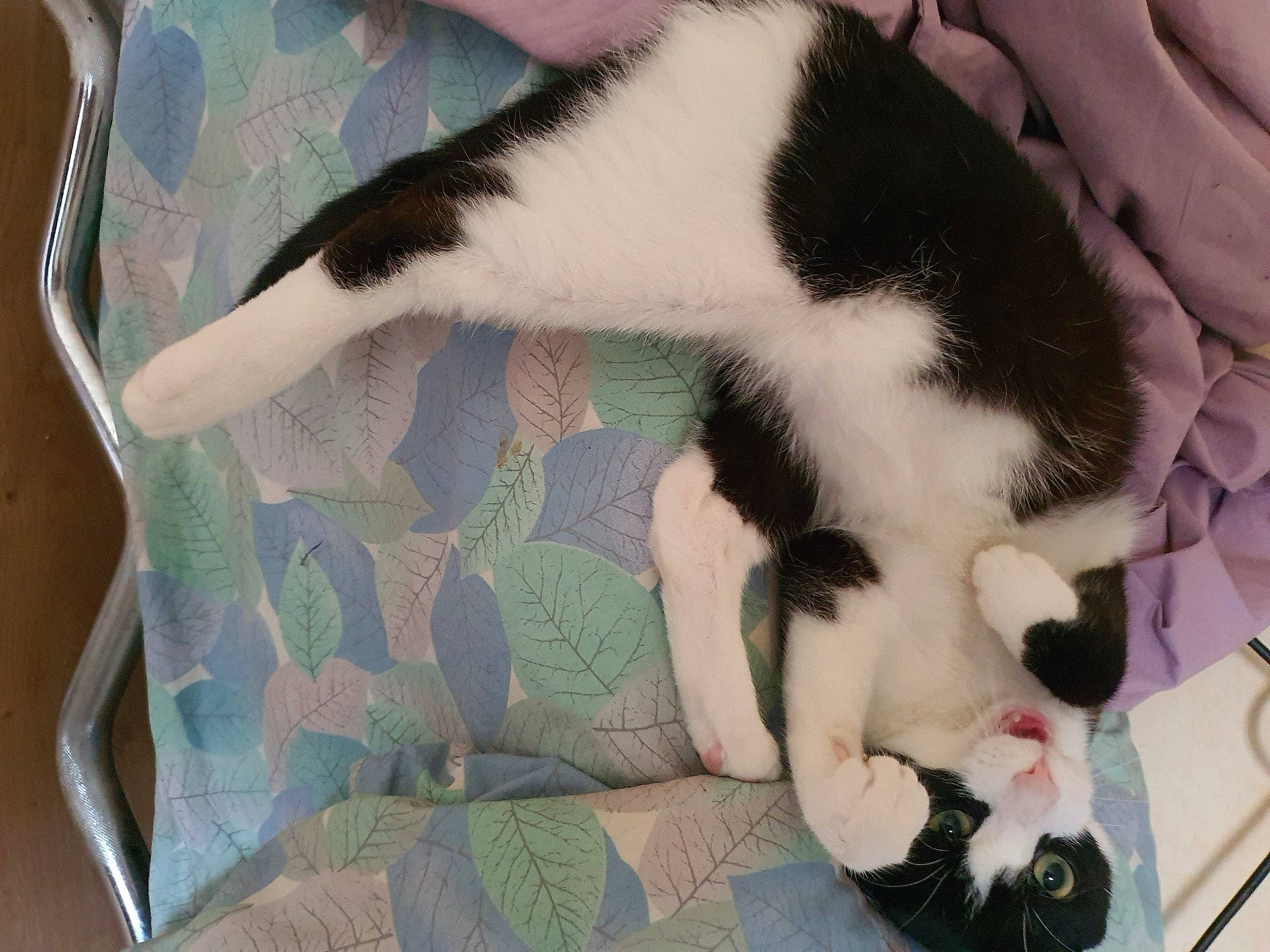 Gizmo participe au concours pour gagner de l'argent avec cette photo : canidae, carnivore, cat, claw, comfort, dog_breed, domestic_short_haired_cat, felidae, fur, lap, leg, linens, nap, paw, small_to_medium_sized_cats, snout, sporting_group, tail, textile, whiskers