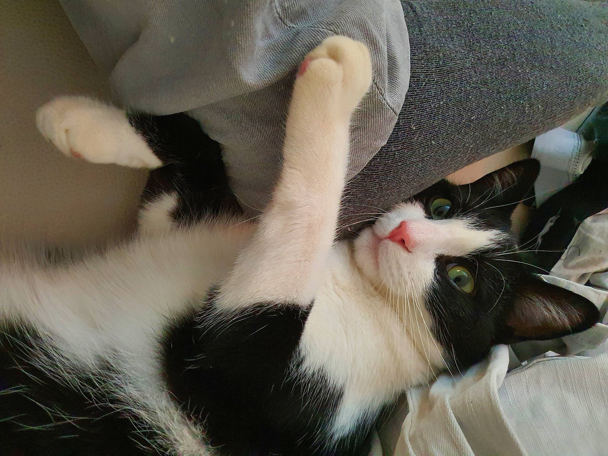 Gizmo a rejoint le concours — aidez-le/la à gagner de superbes lots ! carnivore, cat, claw, comfort, domestic_short_haired_cat, ear, eye, eyelash, fawn, felidae, foot, fur, gesture, head, nail, paw, small_to_medium_sized_cats, snout, tail, whiskers