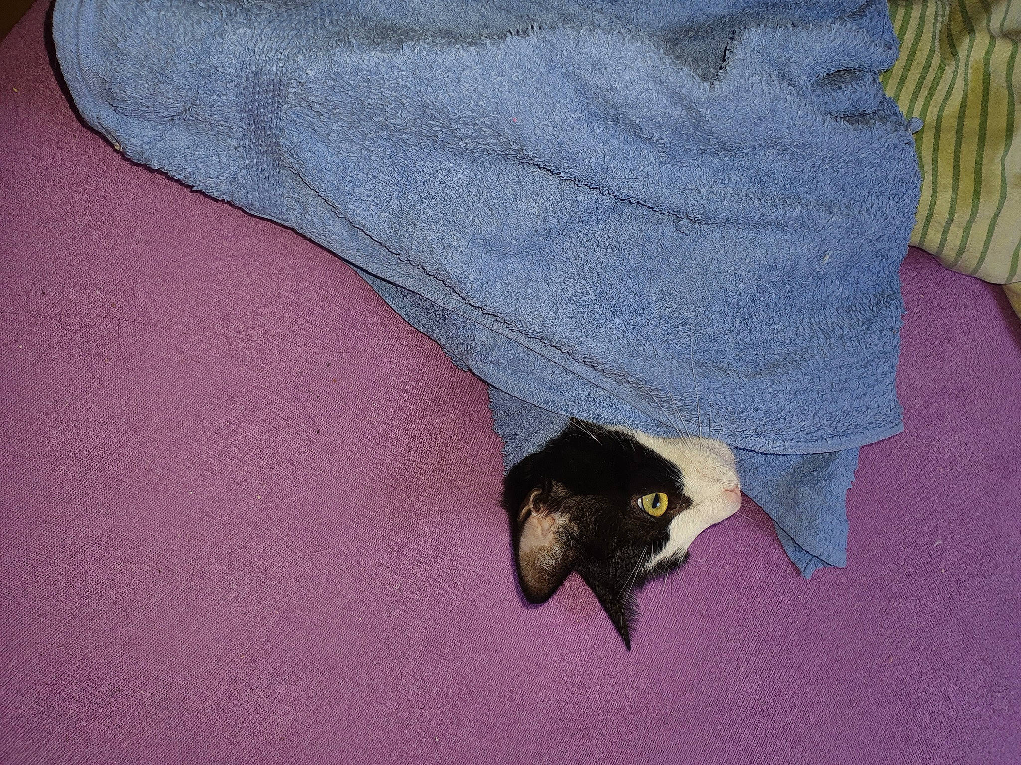 Gizmo participe au concours pour gagner de l'argent avec cette photo : bat, carnivore, common_pipistrelle, denim, dog_breed, electric_blue, felidae, finger, flooring, foot, grey, human_leg, linens, magenta, pattern, purple, sleeve, small_to_medium_sized_cats, t_shirt, textile