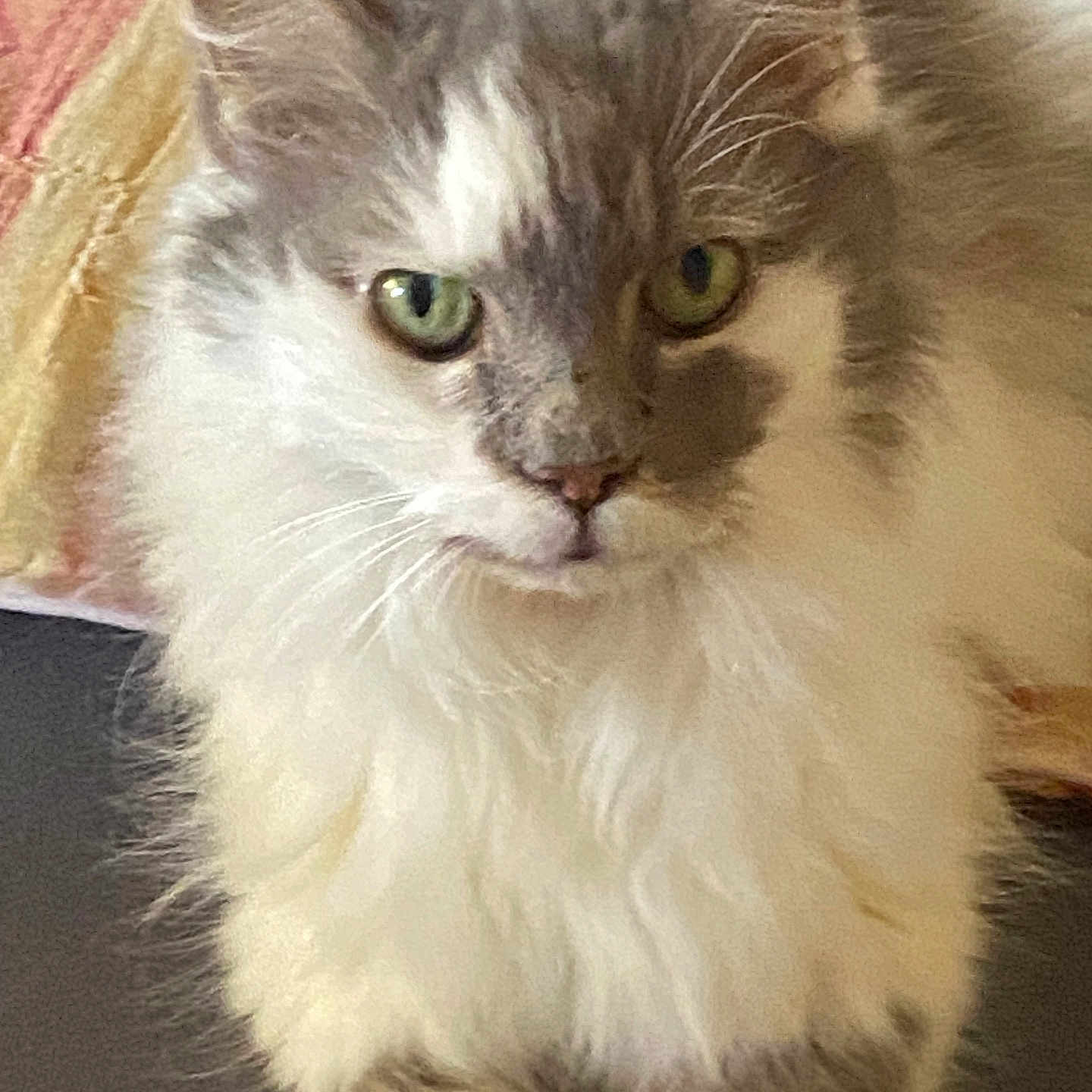 éclipse a rejoint le concours — aidez-le/la à gagner de superbes lots ! animal, cat, close_up, curious, cute, domestic_cat, face, feline, fluffy, fur, green_eyes, home, indoor, mammal, pet, portrait, relaxed, resting, soft, whiskers