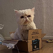 Elizabeth is registered to the contest to win money with this photo: amazon_box, animal, box, cardboard_box, cat, cute, feline, floor, fluffy, grumpy_face, home, indoor, packaging, pet, pet_indoor, prime, sitting, texture, wall, white_cat