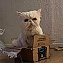 amazon_box, animal, box, cardboard_box, cat, cute, feline, floor, fluffy, grumpy_face, home, indoor, packaging, pet, pet_indoor, prime, sitting, texture, wall, white_cat