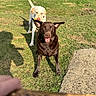 animal, brown_dog, canine, daytime, dog, ears_up, grass, happy, lawn, light_dog, mammal, nature, outdoor, pet, playful, shadow, sunny, toy, two_dogs, waiting