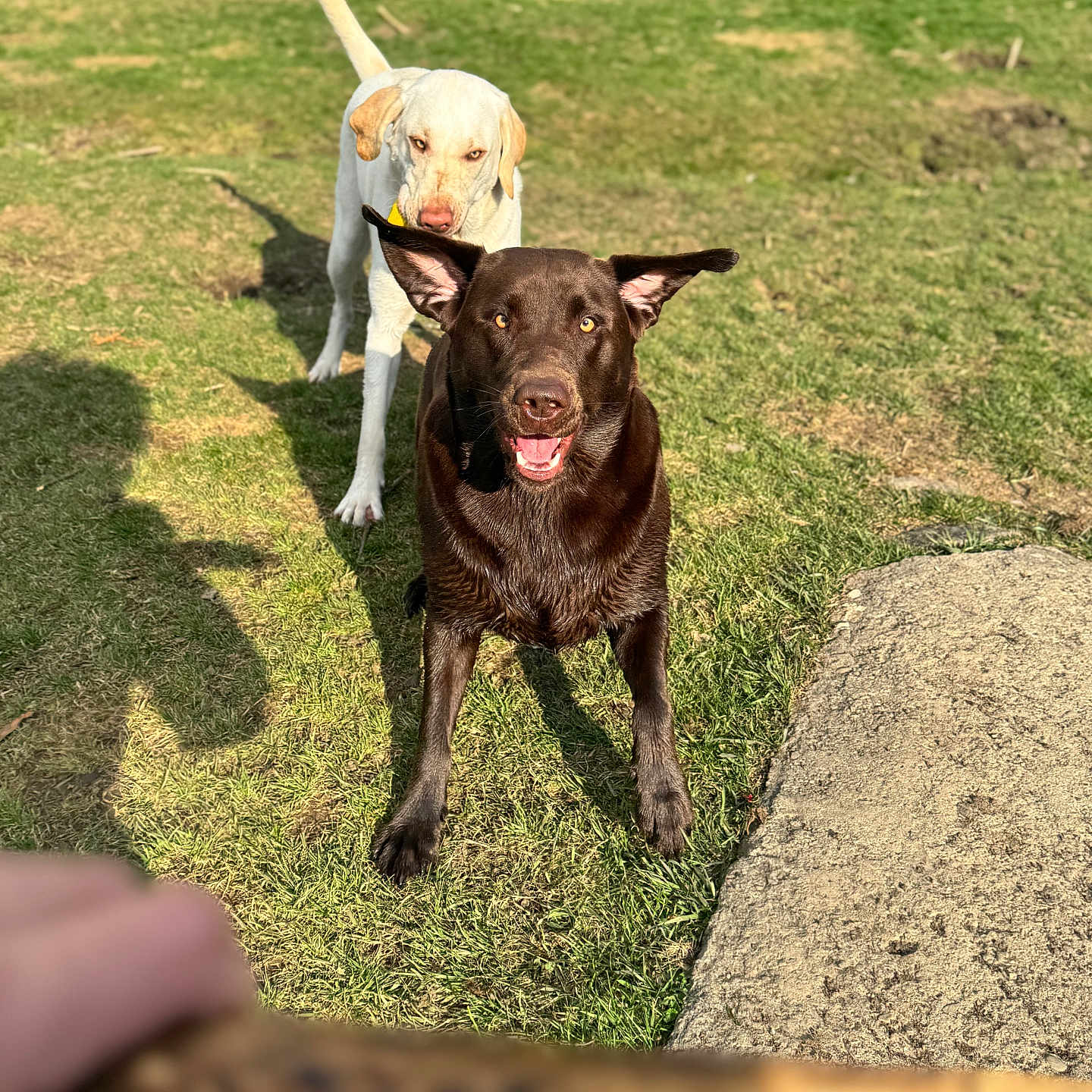 Tootsie And Charlie