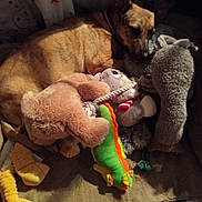 Izzy is registered to the contest to win money with this photo: dog, plush_toy, stuffed_animal, cushion, bed, indoor, pet, relaxed, brown_dog, fabric, star_pattern, curtain, soft_toys, toy, animal, resting, comfort, cozy, furniture, canine