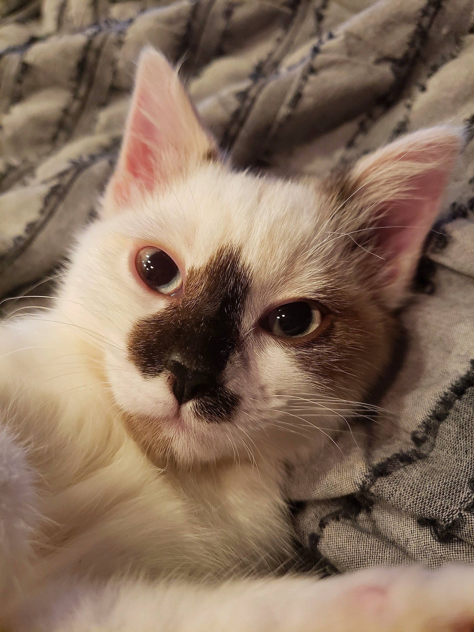 Ezra joined the competition — help win amazing prizes! carnivore, cat, claw, comfort, domestic_short_haired_cat, ear, eye, eyelash, fawn, felidae, fur, head, iris, paw, small_to_medium_sized_cats, snout, tail, terrestrial_animal, tree, whiskers