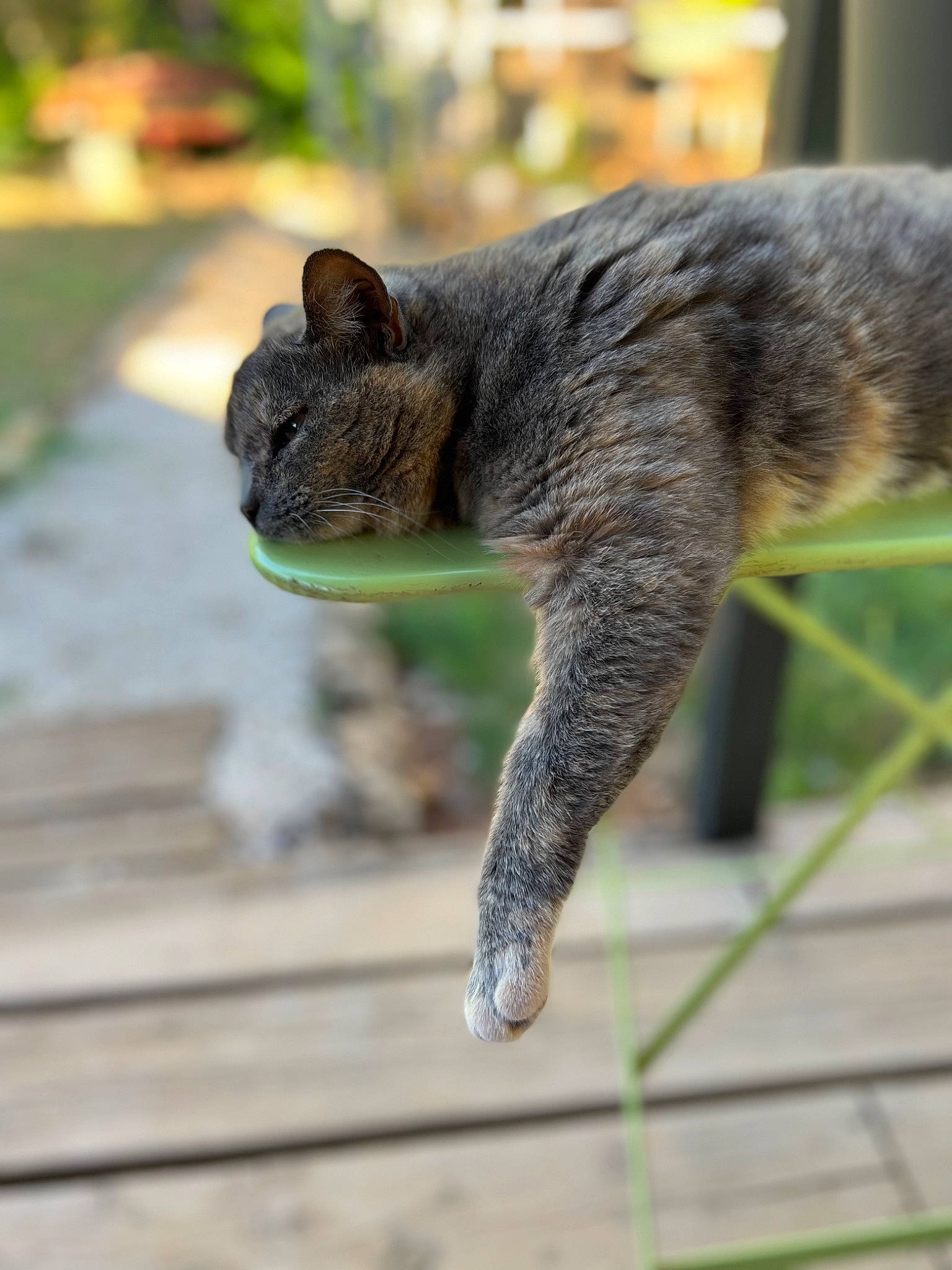 Câline participe au concours pour gagner de l'argent avec cette photo : claw, domestic_short_haired_cat, fawn, felidae, fox_squirrel, fur, grass, grey, grey_squirrel, ground_squirrels, plant, rodent, small_to_medium_sized_cats, snout, squirrel, tail, terrestrial_animal, tree, whiskers, wood