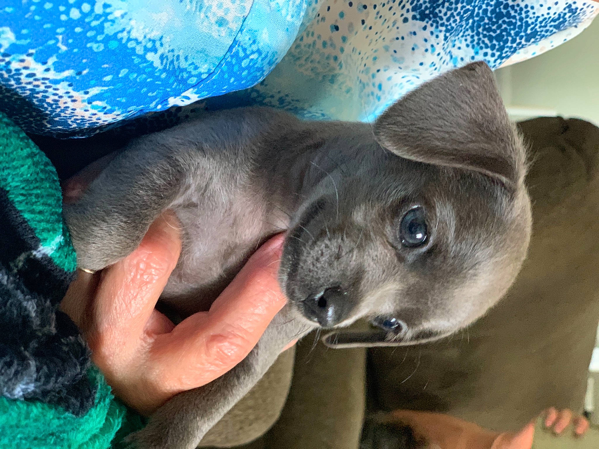 Hazel Grace joined the competition — help win amazing prizes! canidae, carnivore, companion_dog, dog, dog_breed, earless_seal, electric_blue, fawn, hat, marine_mammal, snout, sporting_group, terrestrial_animal, whiskers, wildlife, working_animal