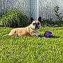 french_bulldog, dog, grass, purple_ball, outdoor, pet, animal, lawn, greenery, fence, plant, sunlight, guarding, relaxed, summer, nature, mammal, domestic_animal, portrait, playful