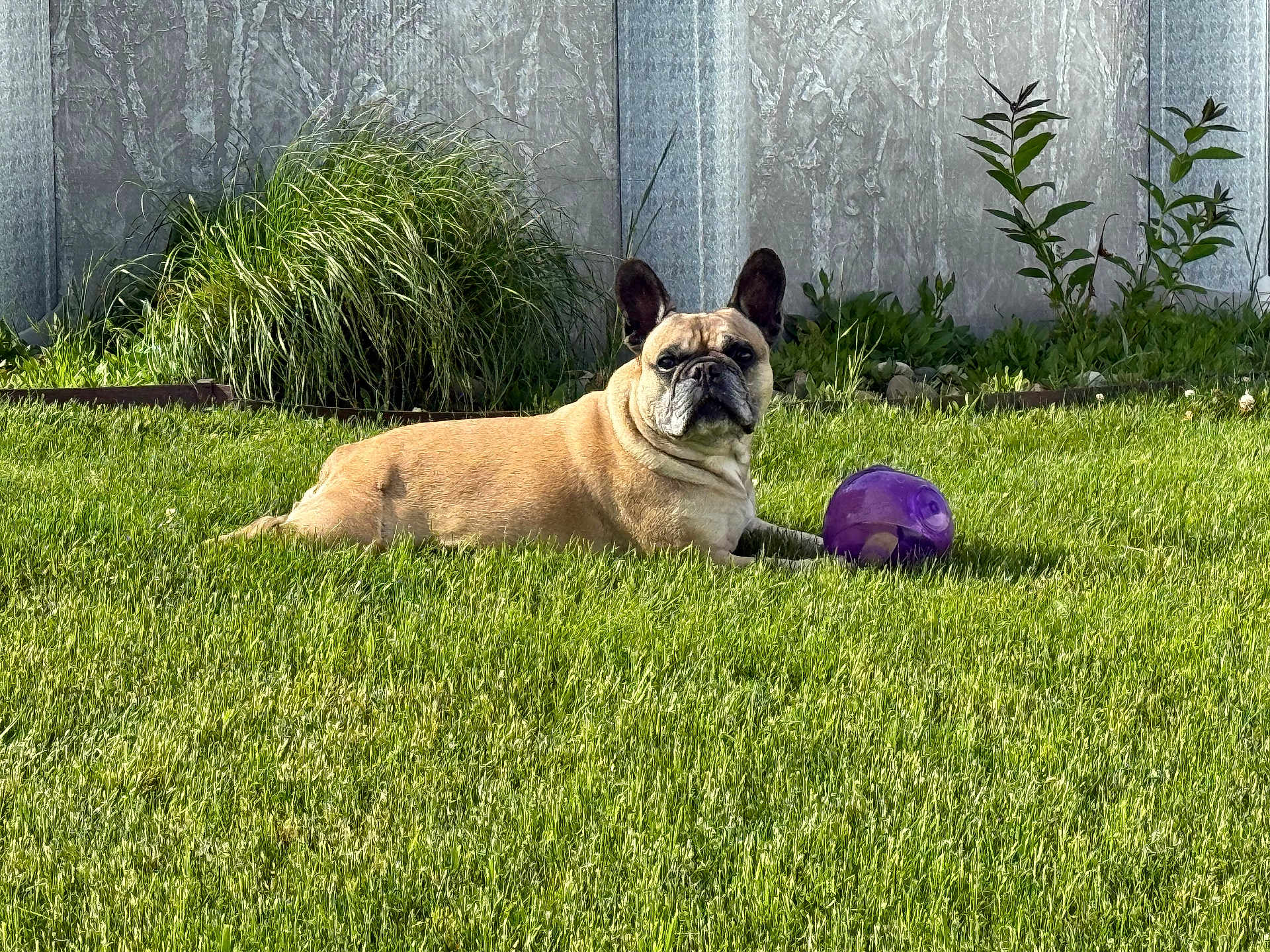 Tito joined the competition — help win amazing prizes! french_bulldog, dog, grass, purple_ball, outdoor, pet, animal, lawn, greenery, fence, plant, sunlight, guarding, relaxed, summer, nature, mammal, domestic_animal, portrait, playful