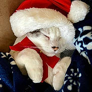 Icee is registered to the contest to win money with this photo: cat, white_cat, sleeping, santa_hat, red_bow, blanket, cozy, holiday, festive, pet, fur, cute, resting, indoors, animal, paw, snuggled, closeup, soft, warm