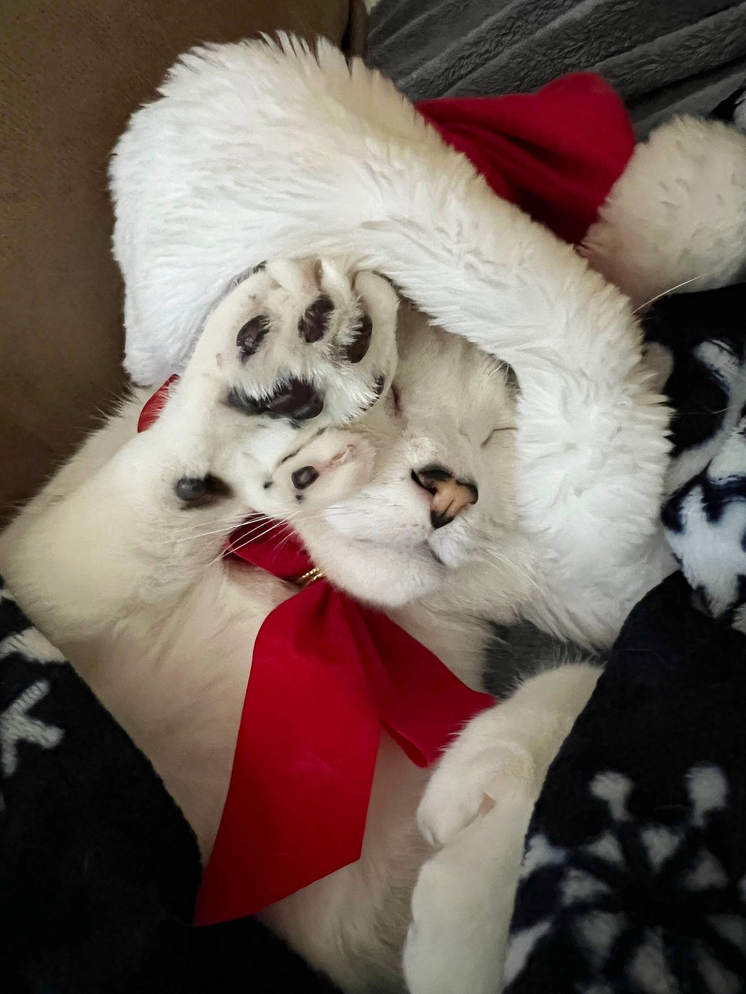 Icee is registered to the contest to win money with this photo: bow_tie, carnivore, cat, comfort, companion_dog, dog_breed, event, fang, fawn, felidae, fur_clothing, hat, paw, plush, small_to_medium_sized_cats, snout, stuffed_toy, tail, toy, whiskers