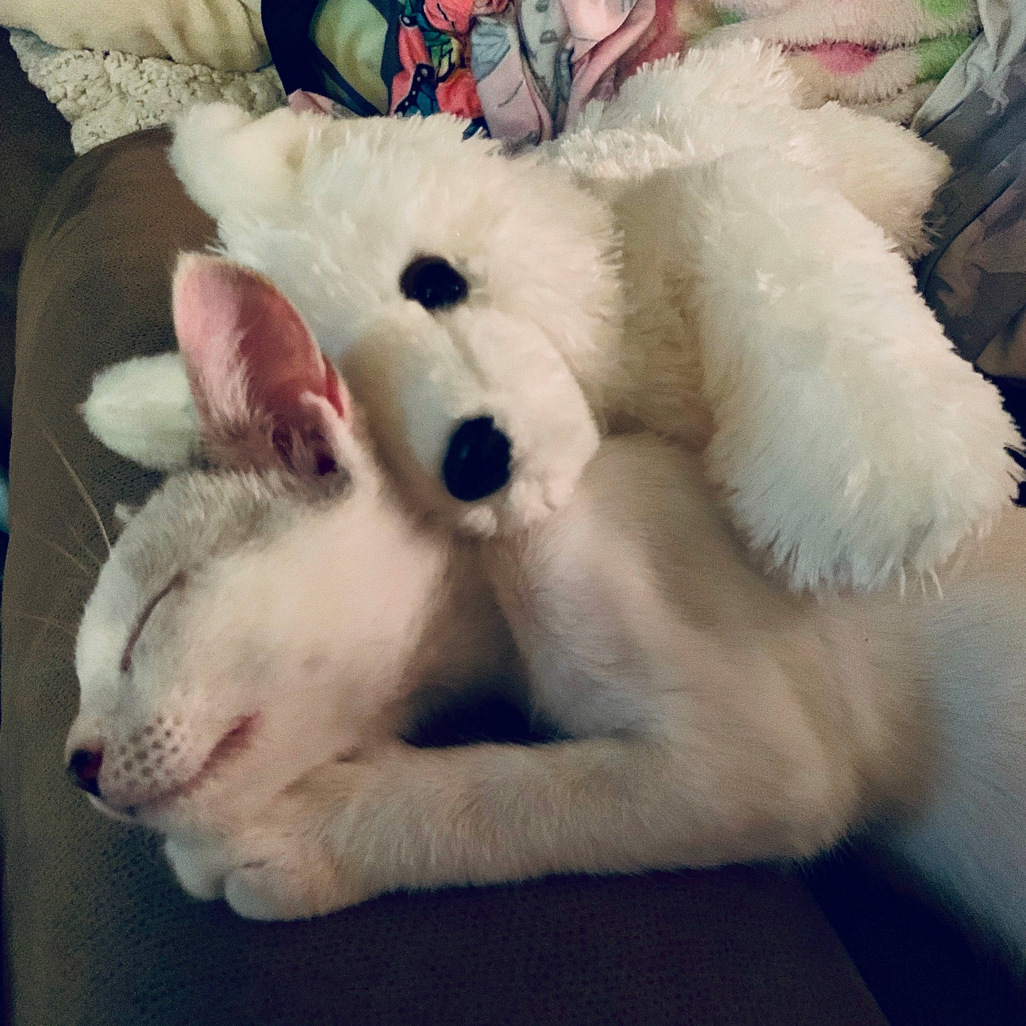 Icee is registered to the contest to win money with this photo: canidae, carnivore, companion_dog, dog, dog_breed, ear, fur, non_sporting_group, plush, stuffed_toy, toy