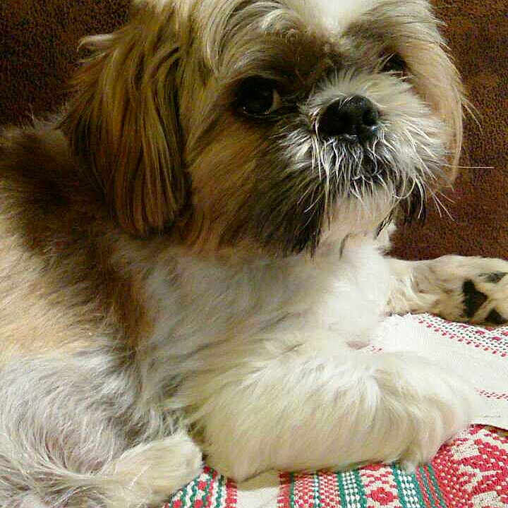 Sushi a rejoint le concours — aidez-le/la à gagner de superbes lots ! animal, blanket, brown, canine, comfort, companion, couch, cute, dog, fluffy, fur, home, indoor, laying, mammal, pet, portrait, relaxed, resting, white