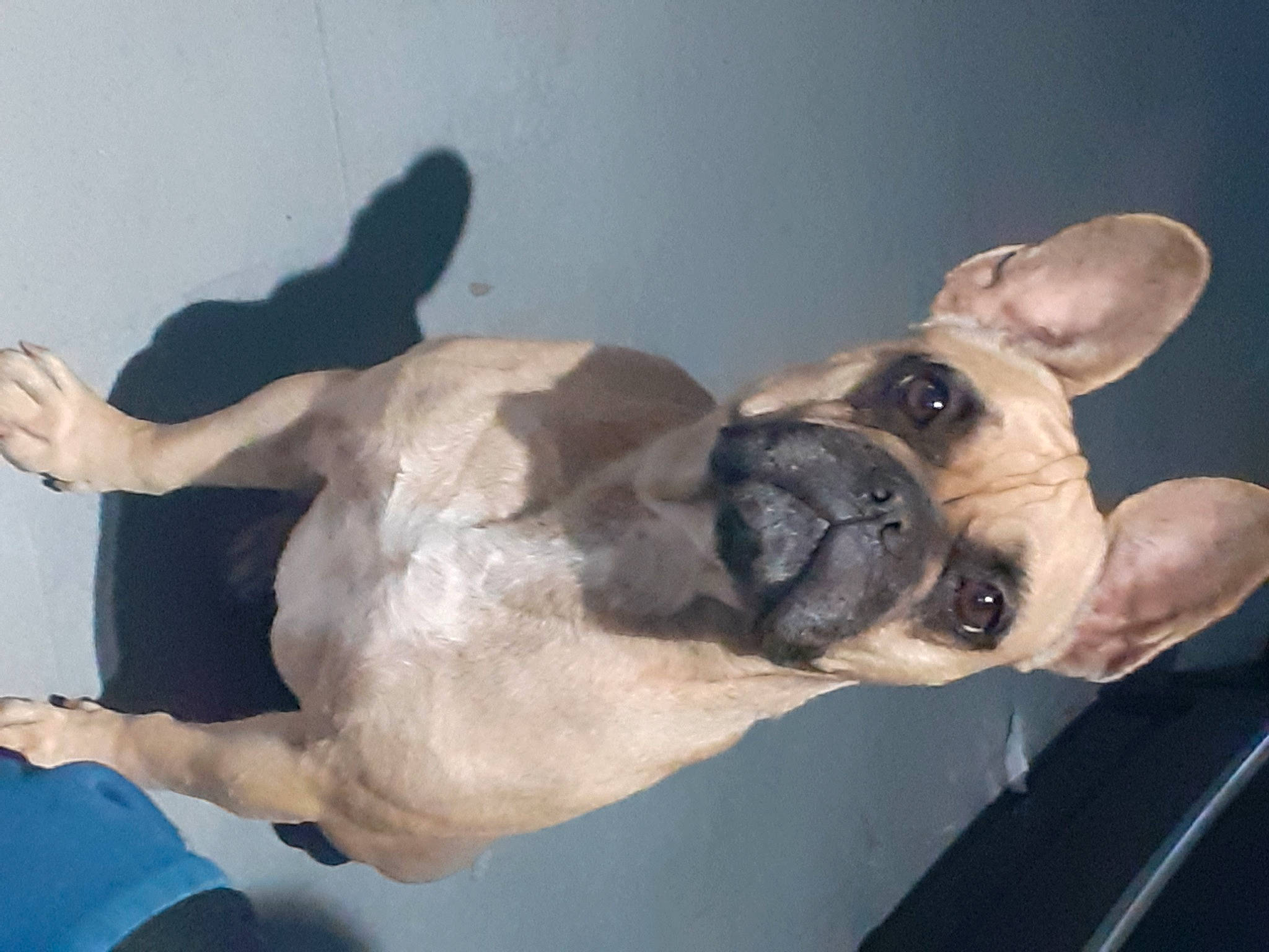 Bueno a rejoint le concours — aidez-le/la à gagner de superbes lots ! bulldog, canidae, carnivore, collar, companion_dog, dog, dog_breed, dog_collar, ear, fawn, fur, jaw, paw, selfie, snout, sporting_group, toy_dog, whiskers, working_animal, wrinkle