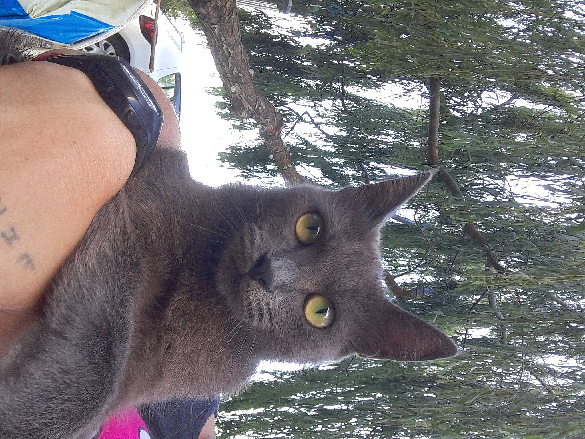 Duchesse participe au concours pour gagner de l'argent avec cette photo : black_cat, carnivore, cat, claw, domestic_short_haired_cat, felidae, foot, fur, gesture, grass, human_leg, plant, small_to_medium_sized_cats, snout, sunglasses, tail, thigh, tree, whiskers, wildlife