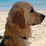 Aron a rejoint le concours — aidez-le/la à gagner de superbes lots ! dog, golden_retriever, beach, seaside, ocean, sand, outdoors, sunny, wet_fur, long_hair, profile, sitting, collar, harness, canine, animal, blue_water, horizon, travel, portrait