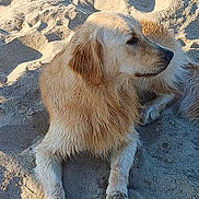 Aron a rejoint le concours — aidez-le/la à gagner de superbes lots ! dog, puppy, golden_retriever, beach, sand, outdoor, lying_down, sitting, fluffy, wet_fur, golden_coat, animal, pet, companion, relaxed, sunlight, shadows, portrait, nature, vacation