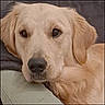 dog, golden_retriever, pet, animal, sleepy, lying_down, close_up, portrait, floppy_ears, brown_eyes, black_nose, golden_fur, soft_fur, couch, indoor, relaxed, calm, cute, snout, resting
