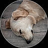 Aron participe au concours pour gagner de l'argent avec cette photo : dog, puppy, sleeping, lying_down, curled_up, fluffy, cream_colored, tan, fur, snout, nose, ear, pet, animal, wooden_floor, indoors, close_up, circular_frame, resting, cute