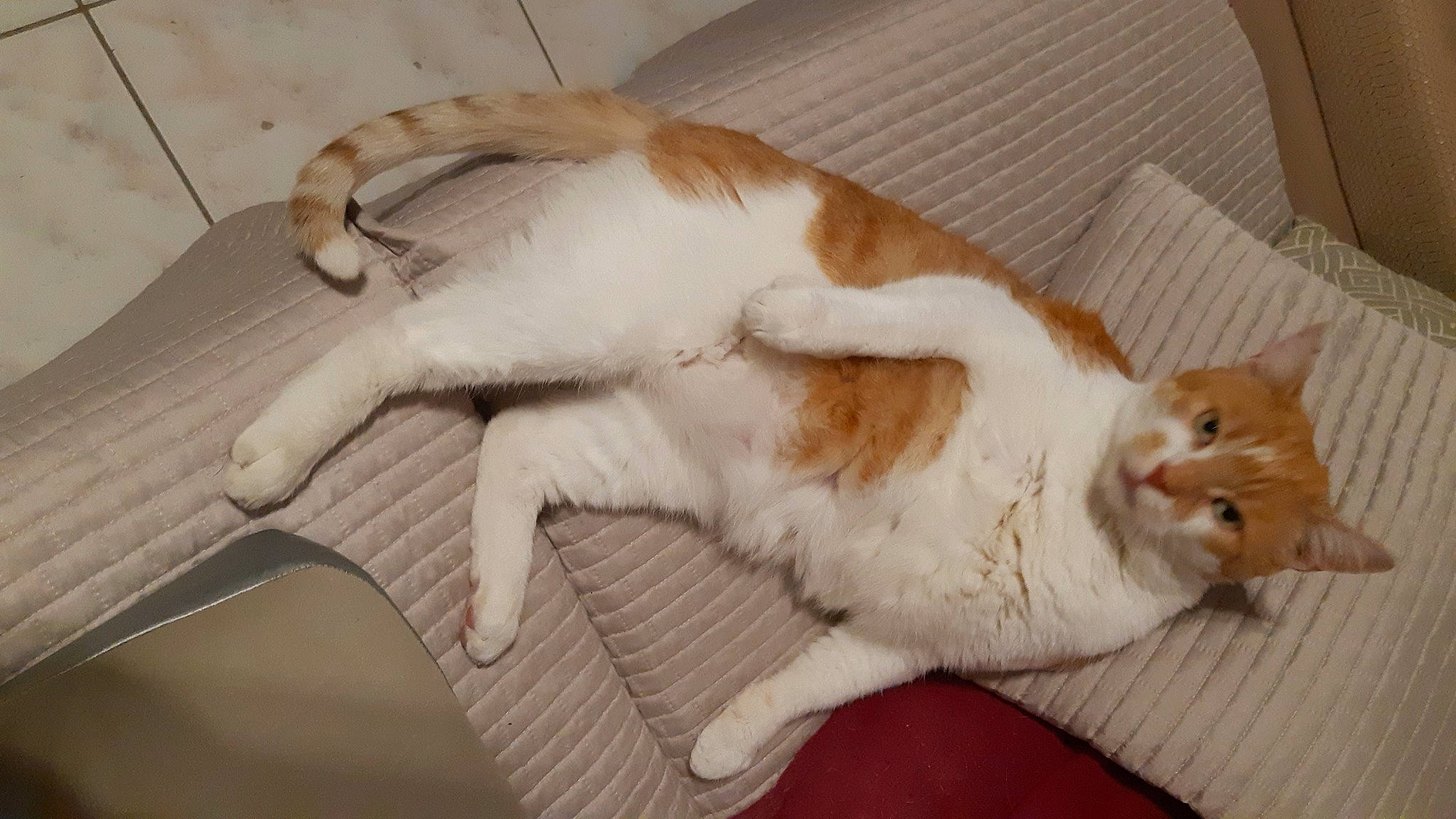 Roucky a rejoint le concours — aidez-le/la à gagner de superbes lots ! carnivore, cat, claw, comfort, companion_dog, dog_breed, domestic_short_haired_cat, fawn, felidae, flooring, foot, fur, hardwood, nap, paw, small_to_medium_sized_cats, snout, tail, whiskers, wood