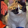 Sassy joined the competition — help win amazing prizes! cat, calico_cat, pet, animal, feline, sitting, portrait, close_up, whiskers, ears, golden_eyes, white_fur, orange_fur, black_fur, indoor, home, blue_cup, furniture, blanket, vertical_photo