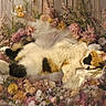 cat, cats, calico_cat, sleeping, lying_down, fluffy, fur, pet, animal, flowers, wildflowers, floral_arrangement, pastel, white_cloth, wooden_fence, rustic, outdoor, relaxed, cute, portrait