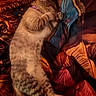 Baby joined the competition — help win amazing prizes! cat, tabby, sleeping, blanket, patterned, cozy, fur, pet, relaxing, indoor, resting, animal, cute, collar, paw, striped, warm, soft, comfort, napping