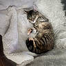 Baby joined the competition — help win amazing prizes! cat, tabby, sleeping, cozy, blanket, fur, pet, animal, resting, cute, indoor, comfort, relaxation, soft, texture, paw, whiskers, feline, nap, cute_pet